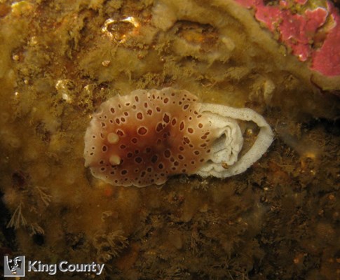 Photo of Diaulula sandiegensis
